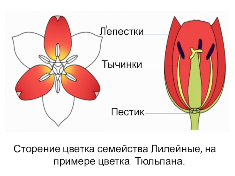 Схема цветка семейства лилейных