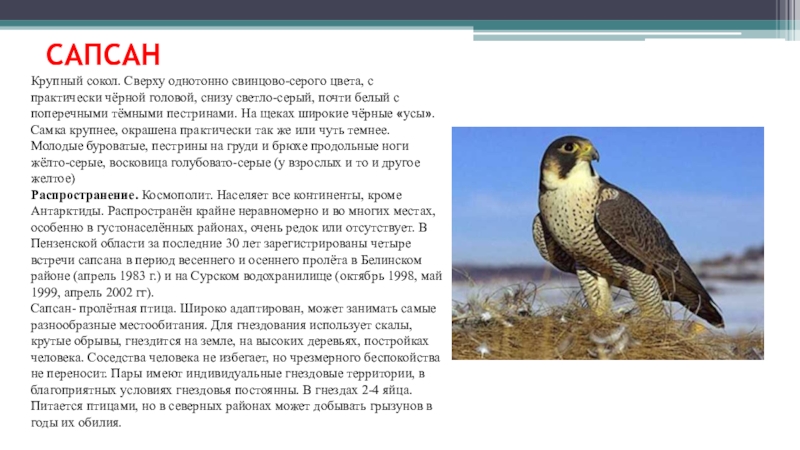 Сапсан птица фото и описание
