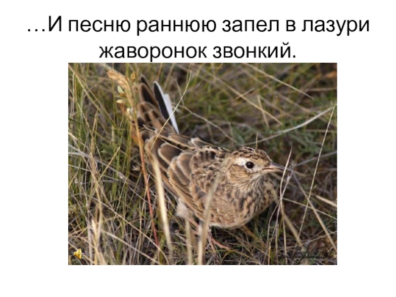 И песню раннюю запел. На солнце темный лес зардел. Стих жаворонок. И песню раннюю запел. Жаворонок на солнце темный лес зардел.