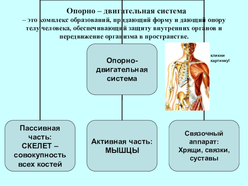 Органы опорно двигательной системы человека