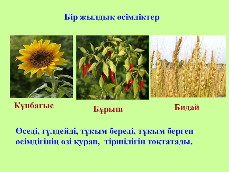 Өсімдік шаруашылығының негізгі бағыттары 5 сынып. Лен өсімдігі. Өсімдіктер қозғалысы презентация. Түйетабан өсімдігі на русском. Жоғары сатылы өсімдіктер презентация биология.