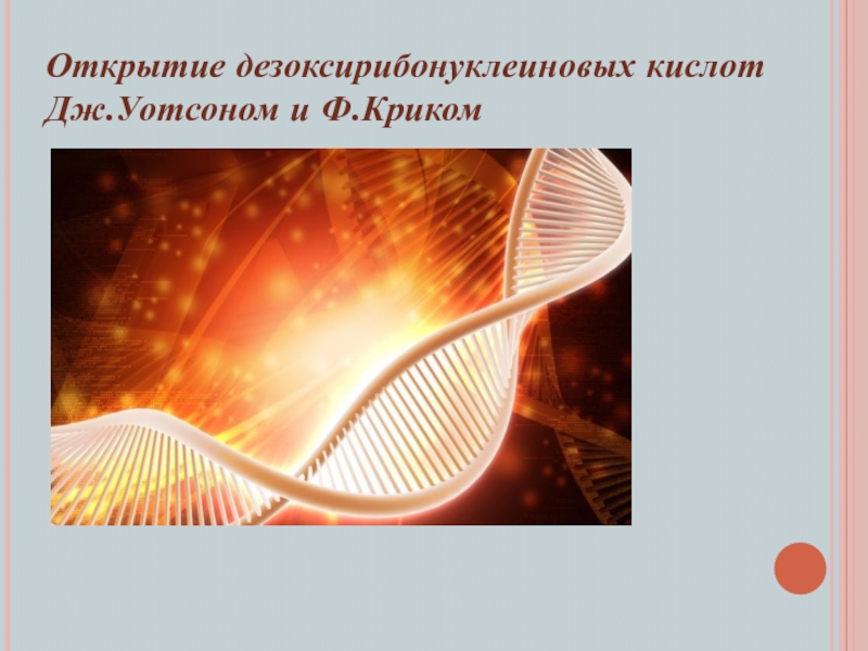 Доклад: ДНК и РНК