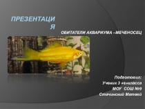 Детская презентация по окружающему миру на тему Аквариум - маленькая искусственная экосистема ( 3 класс)