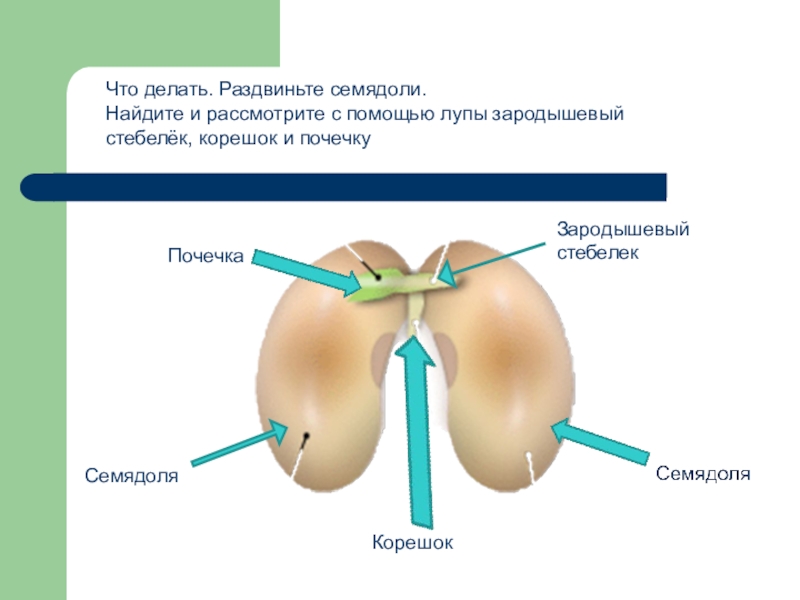 Рассмотрите с помощью. Зародышевый корешок стебелек и. Функция зародышевого стебелька. Функция почечки. Зародышевый корешок что он делает.