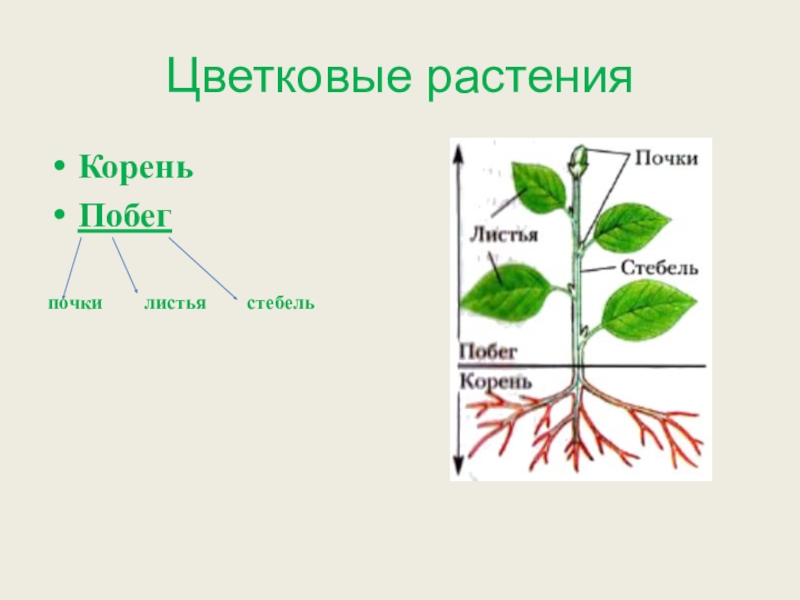 Изображение растения биология 5 класс