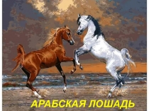 Презентация по чувашскому языку на тему Лошадь (7 класс)
