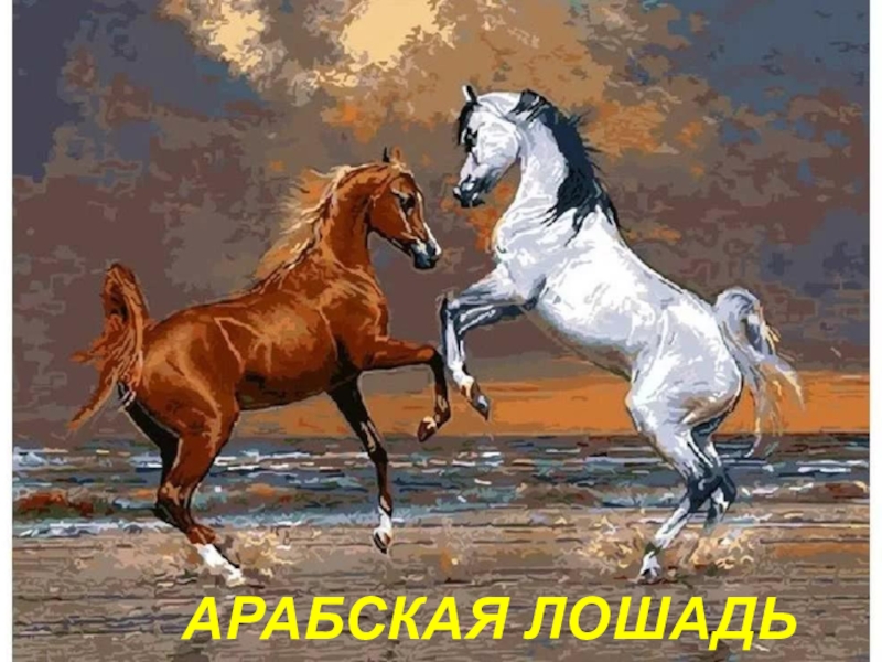Презентация Презентация по чувашскому языку на тему Лошадь (7 класс)