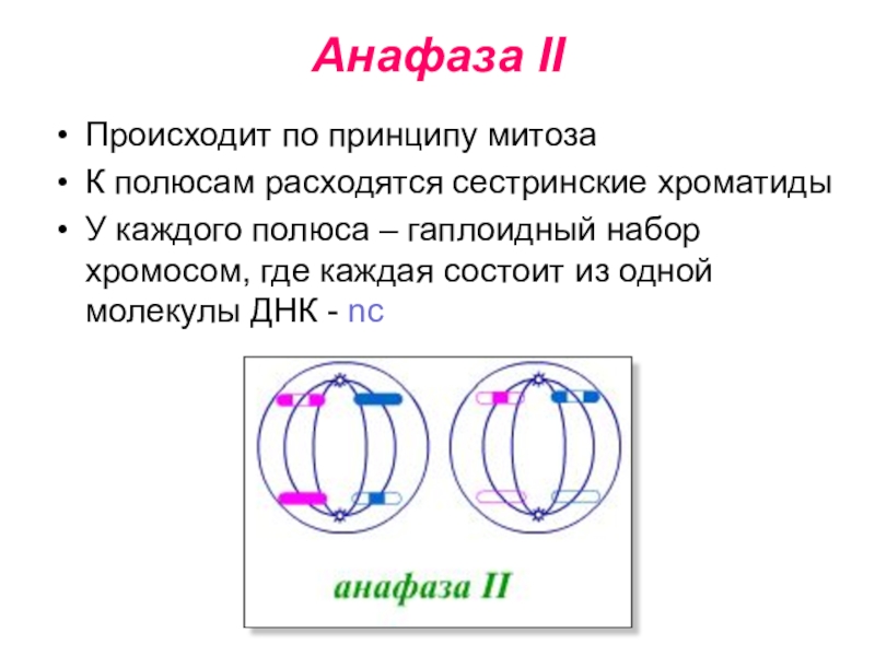 Анафаза днк. Анафаза митоза. В анафазе митоза происходит. Что происходит в анафазе. Процессы происходящие в анафазе митоза.