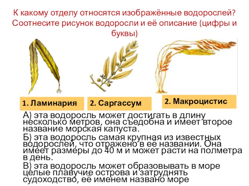 К какому классу относится пшеница. Укажите, к каким отделам принадлежат макроцистис и ламинария. К какому отделу относят пшеницу. К какому отделу относится мешочек.