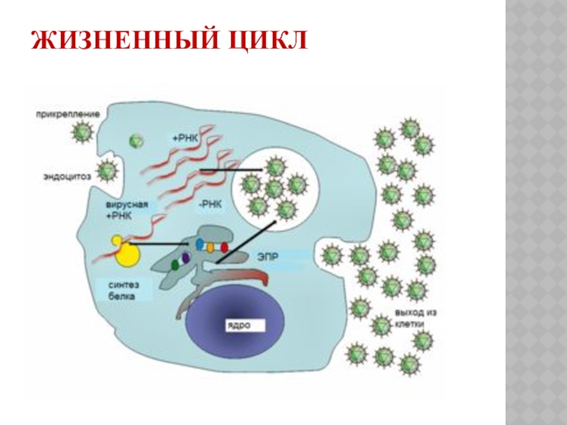  Пособие по теме Екологія вірусів