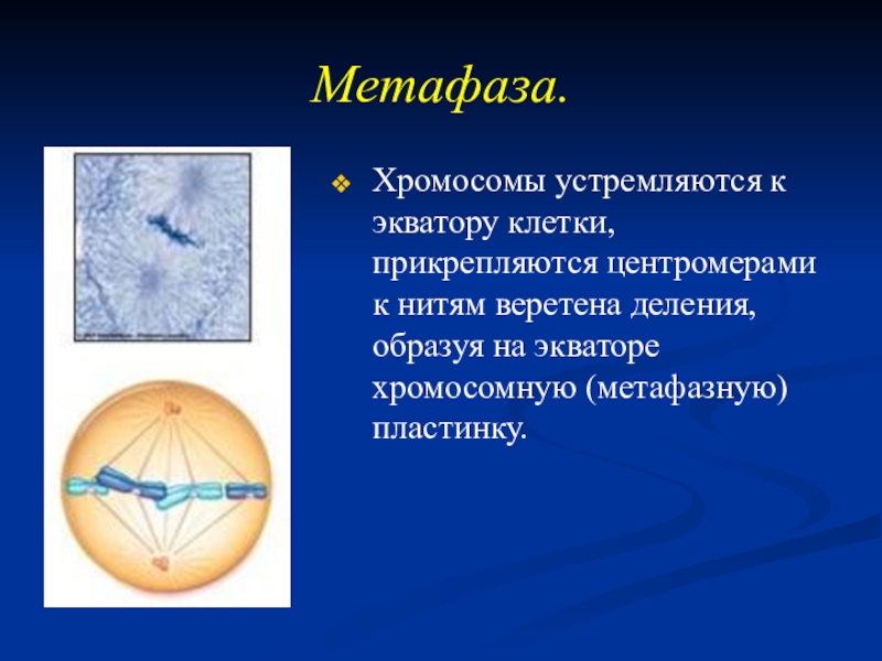 Метафазная пластинка. Метафаза метафазная пластинка. Метафаза Веретено деления. Метафаза материнская звезда. Хромосомы в метафазе митоза.