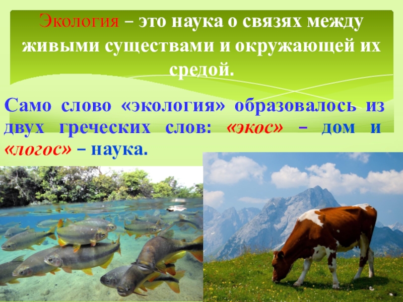 Что такое экология презентация 3 класс плешаков школа россии