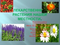 Проектная работа Лекарственные растения нашей местности (4 класс)