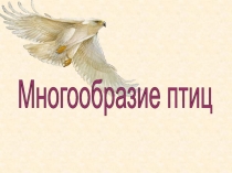 Презентация по биологии на тему  Многообразие птиц 7 класс