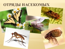Презентация по биологии Отряды насекомых