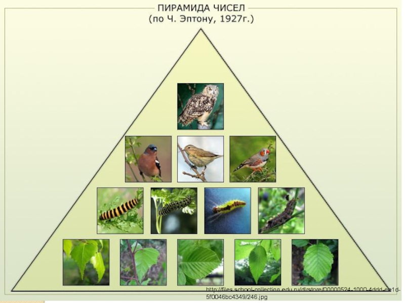 Презентация на тему экологические пирамиды