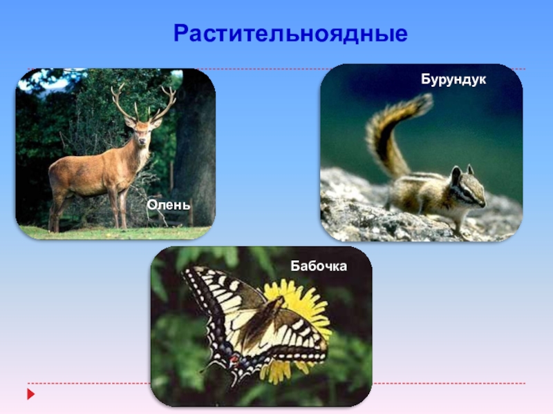 Проект животные 6 класс. Приспособления растительноядных животных к питанию. Перечень растительноядных животных. Пища для растительноядных животных. Животные фитофаги.