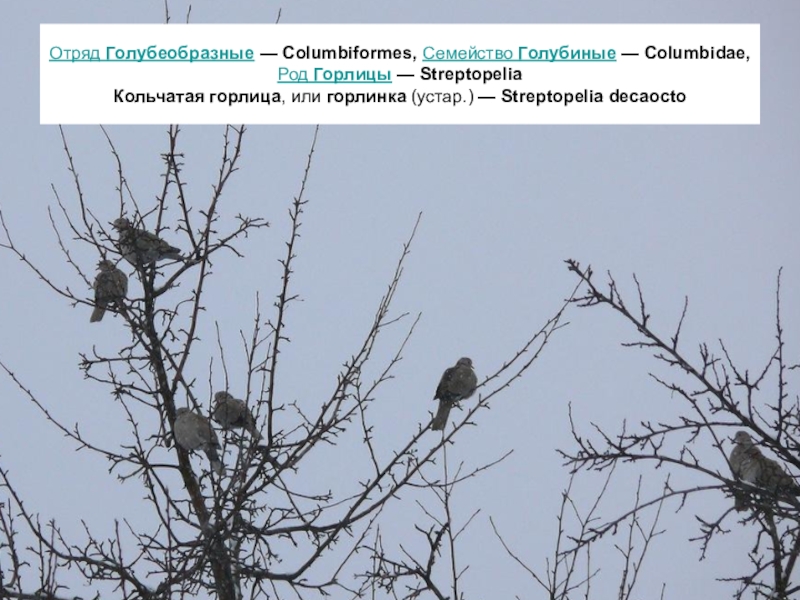 Фото птицы белгородской области фото с названиями и описанием