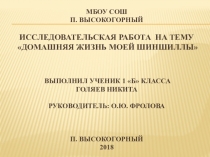 Исследовательская работа на тему: Домашняя жизнь моей шиншиллы