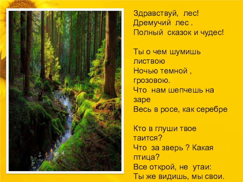 Шагай за лес. Здравствуй лес дремучий лес. Лес полный сказок и чудес. Здравствуй лес дремучий лес полный сказок. Стихотворение Здравствуй лес.