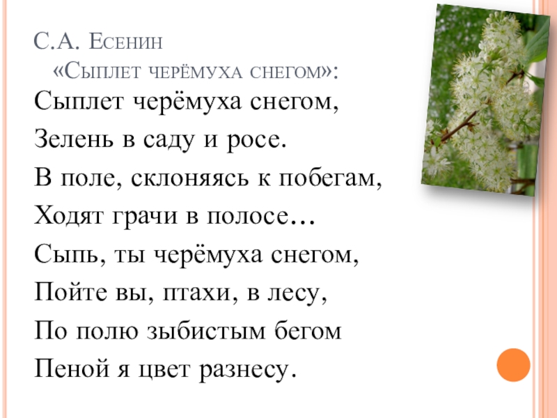 Есенин сыплет черемуха снегом презентация 3 класс