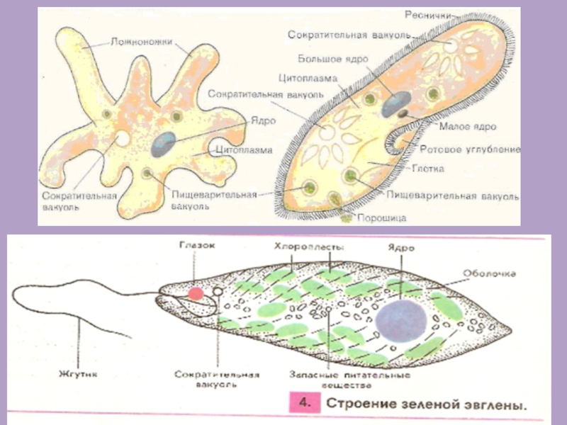 Простейшие рисунки биология