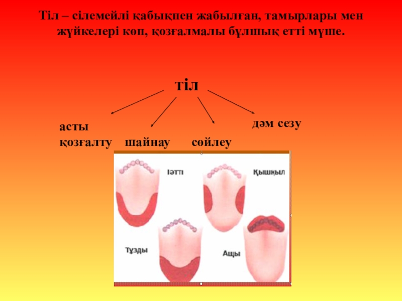 Дыбыстау және музыкалық әрлеу презентация