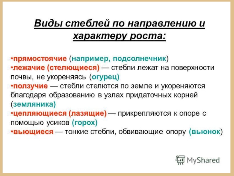 По направлению роста стебель. Виды стеблей. Типы стеблей по направлению и характеру роста. Виды направления стебля. Виды стеблей таблица.