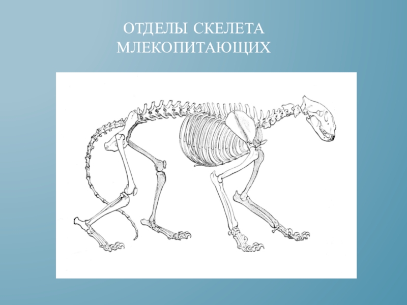 Отделы скелета млекопитающих животных. Скелет млекопитающего 7 класс биология. Скелет млекопитающего 8 класс биология. Осевой скелет млекопитающих. Скелет млекопитающих 8 класс.