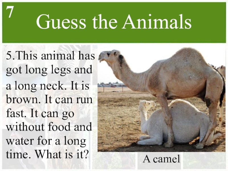 Guess the Animals5.This animal has got long legs and a long neck. 
