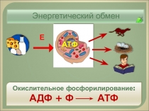 Фотосинтез