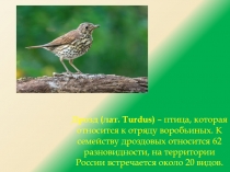 Презентация к уроку русского языка