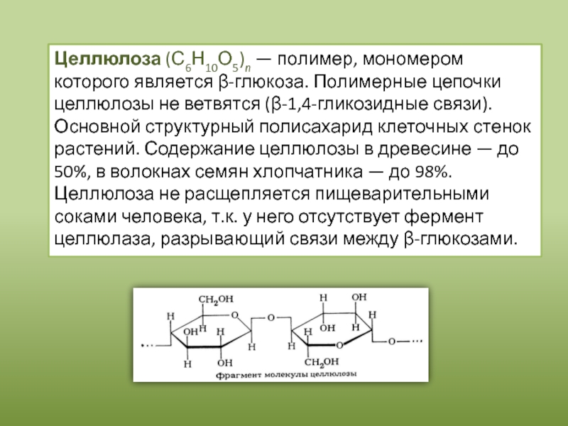 Целлюлоза (С6Н10О5)n — полимер, мономером которого является β-глюкоза. Полимерные цепочки целлюлозы не ветвятся (β-1,4-гликозидные связи). Основной структурный полисахарид клеточных