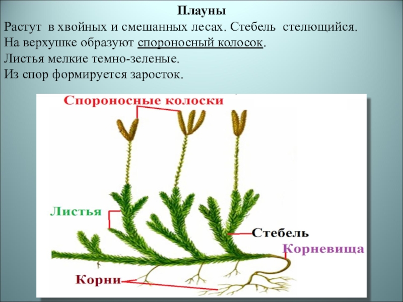 Плауновидные рисунок с подписями