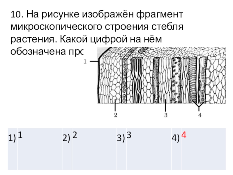 Проводящая ткань на рисунке обозначена буквой