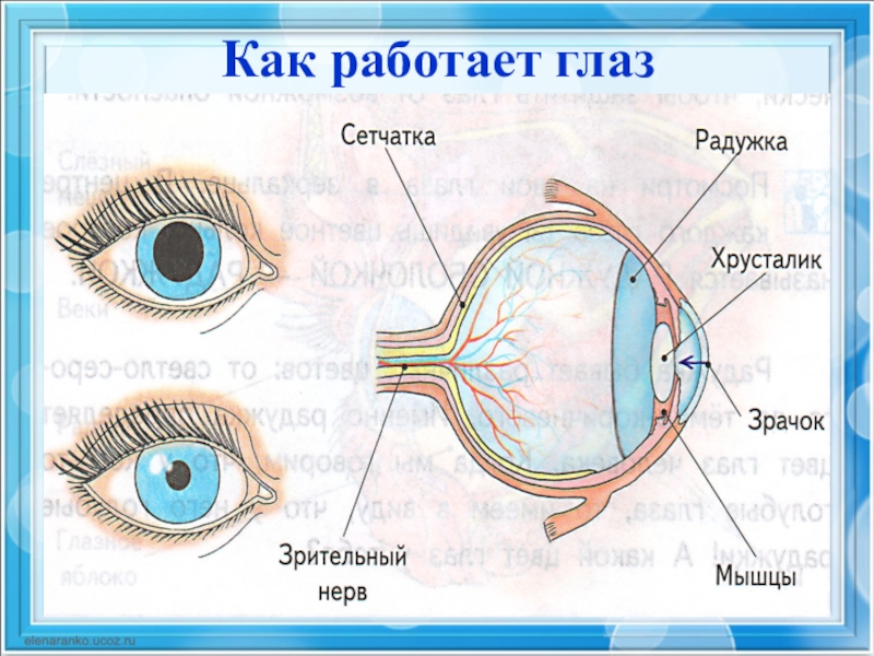 Глаз орган чувств человека. Презентация на тему глаз. Доклад на тему глаз. Глаза орган зрения. Презентация на тему глаза человека.