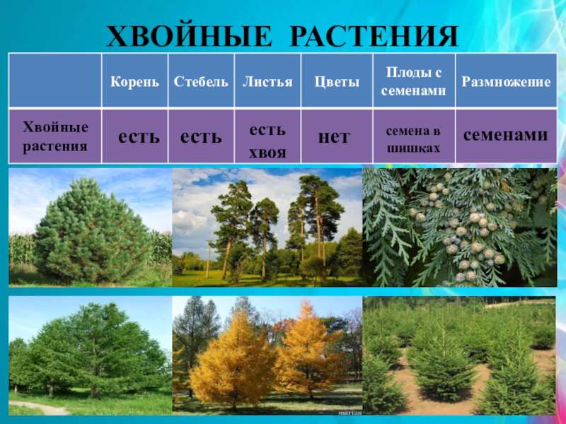Систематическая группа сосны. Разнообразие хвойных растений. Хвойные растения примеры названия. Группа хвойных растений названия. Хвойные растения примеры наз.