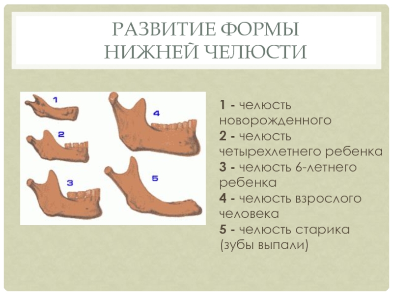 Развитие формы  нижней челюсти	 1 - челюсть новорожденного 2 - челюсть четырехлетнего ребенка 3 - челюсть