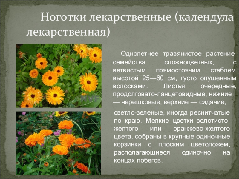 Лекарственные растения вологодской области фото и описание