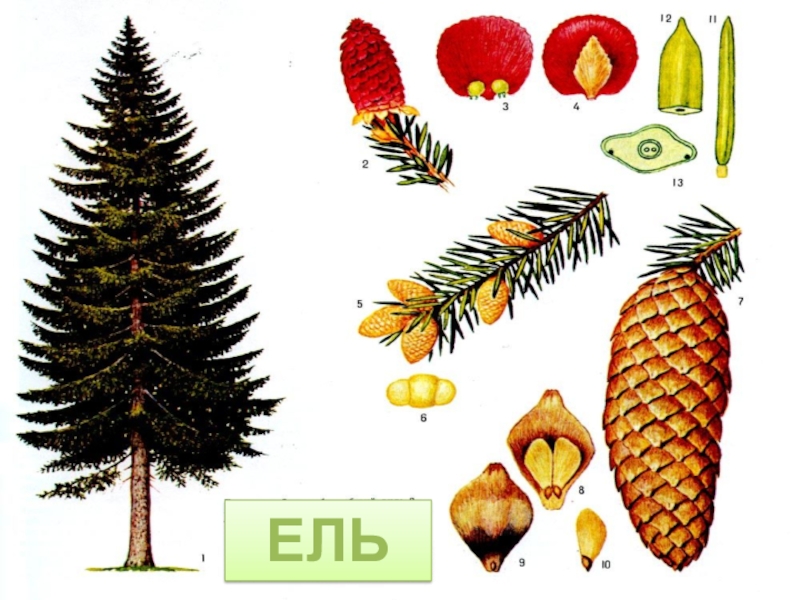 Известно что ель обыкновенная