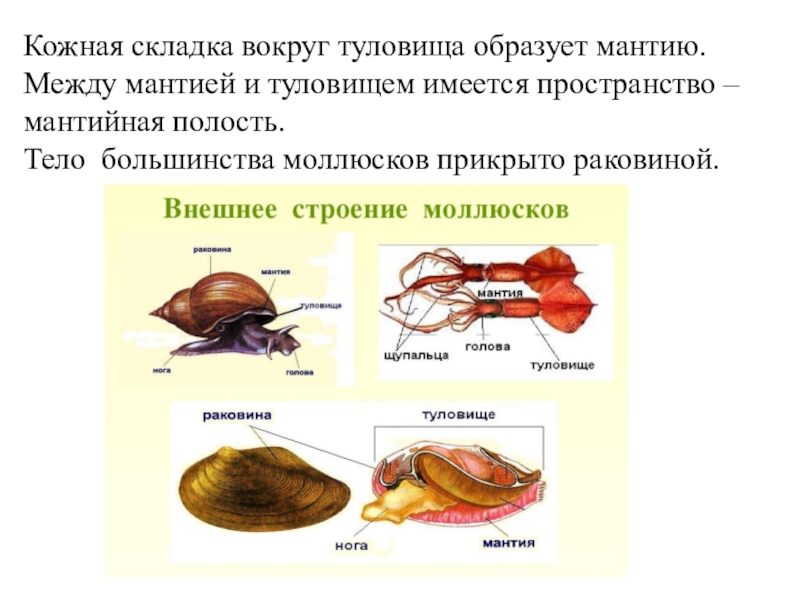Тело моллюска имеет мантию. Беззубка мантия и мантийная полость. Мантия и мантийная полость у моллюсков. Мантийная полость у моллюсков. Мантия моллюска.