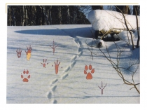 Презентация  Признаки родственных слов