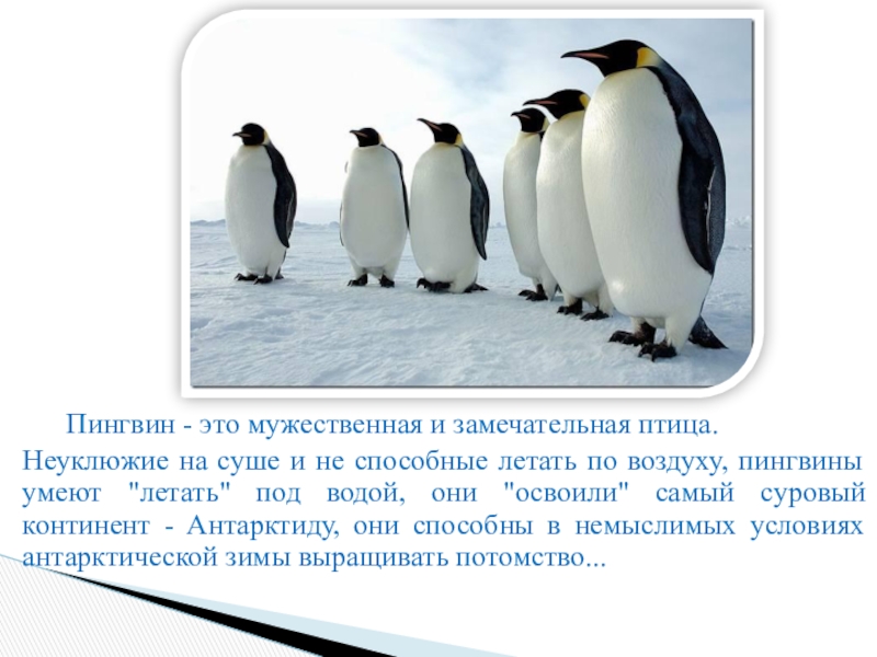 Рассказы про пингвинов для детей. Пингвин 3 пингвина. Класс птицы пингвины. Вся информация о пингвинах. Проект про пингвинов.