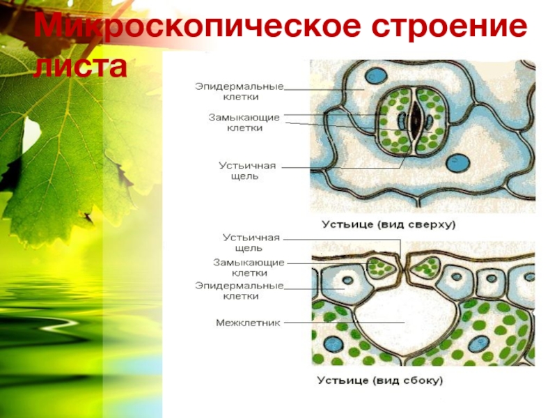 Тема на проект по биологии 6 класс