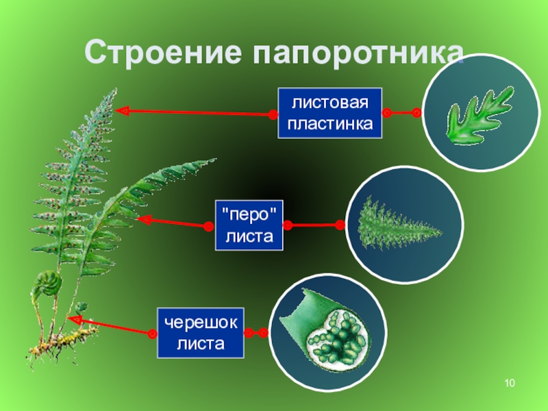 Папоротники презентация. Папоротники 6 класс биология. Папоротник строение папоротника. Строение листьев папоротника. Папоротник Щитовник строение.
