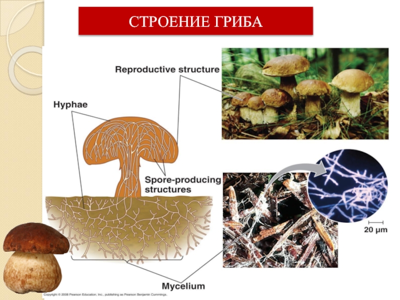 Строение гриба 5. Царство грибов строение. Строение гриба 9 класс биология. Строение царство грибов биология. Строение гриба.