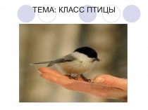 Презентация по биологии Птицы особенности строения