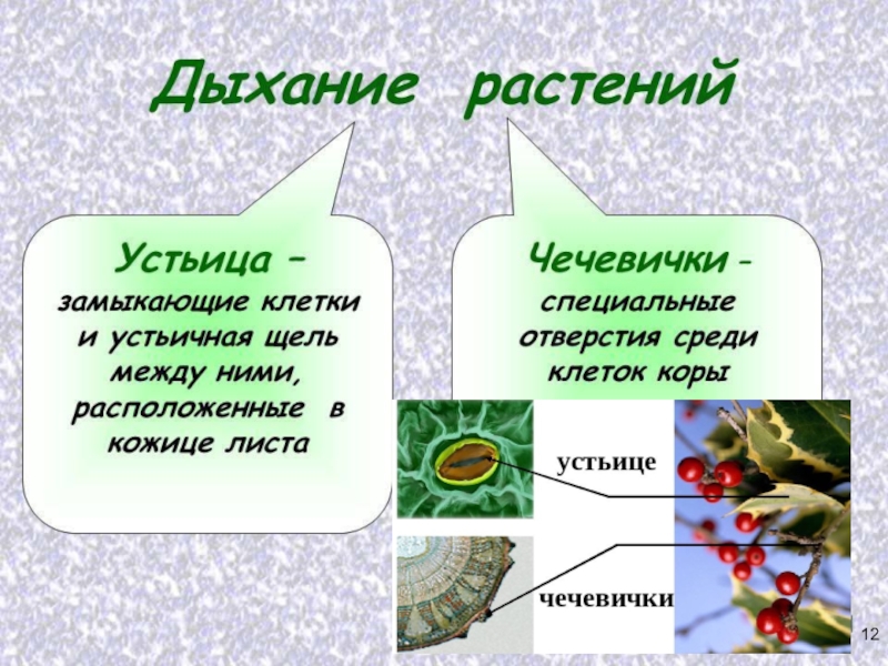 Презентация проект по биологии 6 класс