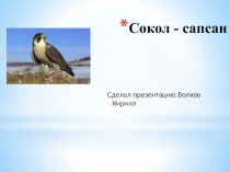 Презентации учеников на тему  Сокол Сапсан