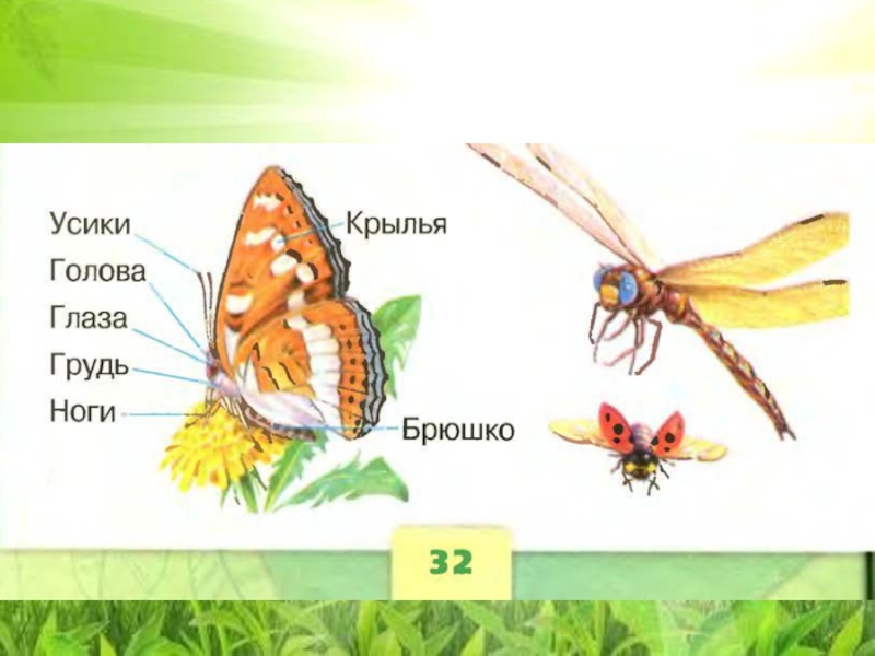 Насекомые 1 класс окружающий мир. Окружающий мир 1 класс Плешаков насекомые. Насекомые это 1 класс окружающий мир школа России. Насекомые 1 класс окружающий. Окружающий мир 1 класс насекомые название.